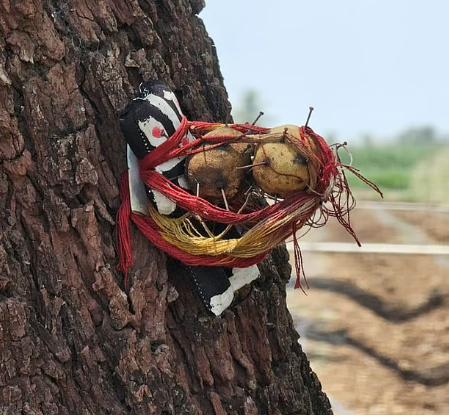 सांगलीमध्ये जादूटोण्याचा प्रकार: शेतात झाडावर काळी बाहुली, लिंबू व टाचण्या सापडल्याने भीतीचे वातावरण