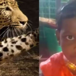 चिमुरडी शेकोटीजवळ खेळत असताना बिबट्याची झडप, तिला उचलून नेलं…