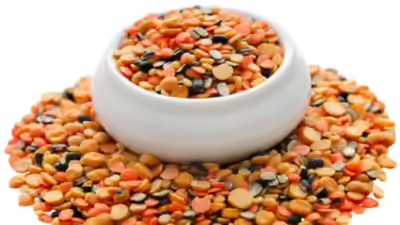 चिकन आणि मटणापेक्षा ‘या’ डाळीमध्ये लपलाय Protein चा भंडार