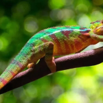 “निसर्गाचा इशारा? सरड्यांचा पाऊस आणि जुनी ऐतिहासिक घटना”