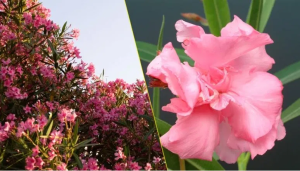 बागेतलं हे फुल घेतं माणसांचा जीव, कधीच लावू नका हात; अन्यथा होतो अनर्थ!