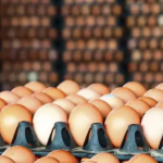 अंड्यांचे भाव का झाले कमी? का आली स्वस्ताई?