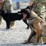 आर्मीतील कुत्र्यांना रिटायरमेंटनंतर मारलं जातं का? काय आहे यामागचं खरं सत्य?